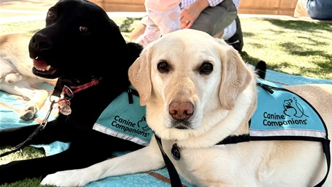 Canine Companions.jpg