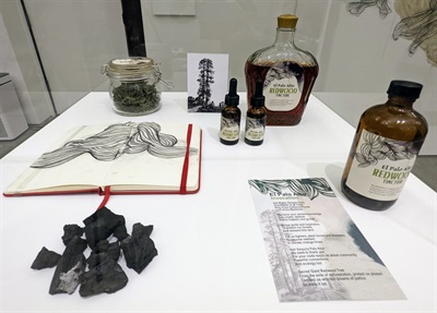 Paz de la Calzada, El Palo Alto Medicine, 2022. Redwood Tea and Tincture. Related Objects A vitrine with bottles of tinctures and a jar with redwood leaves, a sketch notebook, charcoal, an old photograph of El Palo Alto, and a printed poem on a postcard