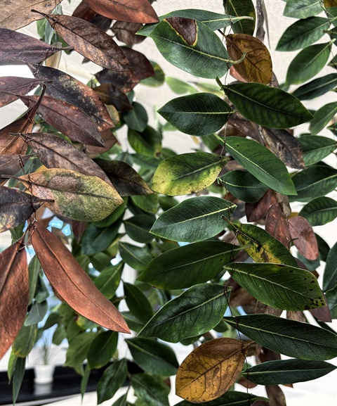 Leaves by artist Charlotta Hauksdottir