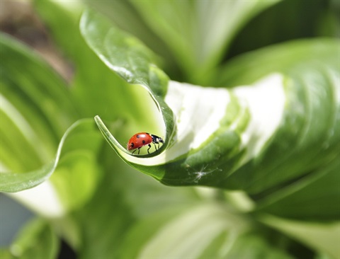 garden-165624_1280.jpg