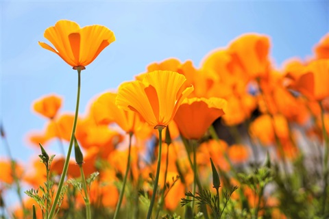 poppies.jpg