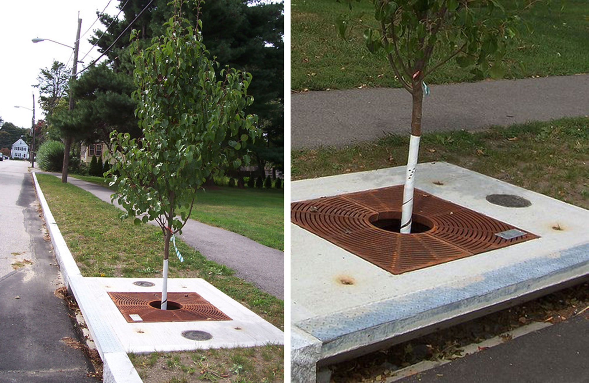 Tree well on suspended pavement. 