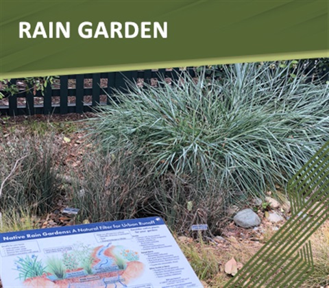 Rain Garden