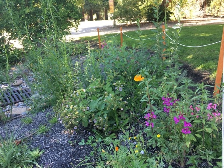 Rain garden at Hoover Park