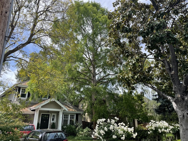 HeritageTree4.jpg