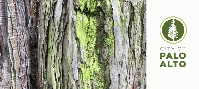 HERITAGE TREES COVER 2022.png