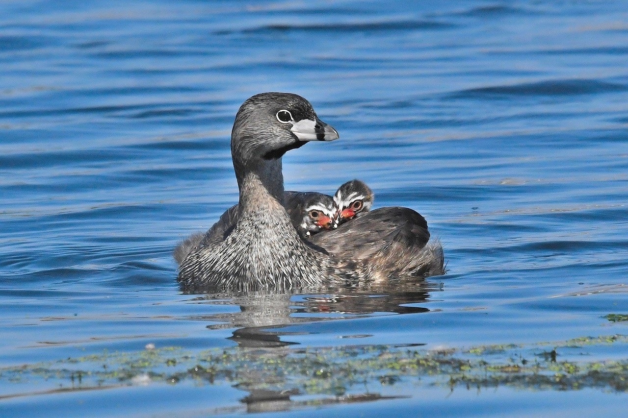 Bird sitting in water with baby birds on its back