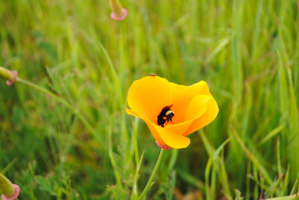 poppy flower with a bumblebee