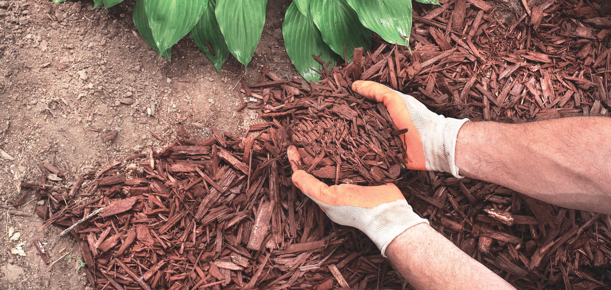person Applying mulch in their landscape