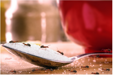 Less-toxic pest control.png