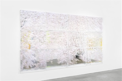 image of foliage painted in white on mirrored plexiglas