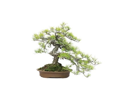 image of bonsai tree photographed against a white background