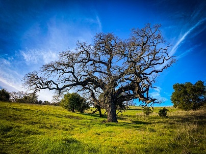 Oak Tree at Arastradero Preserve - Copy.jpg